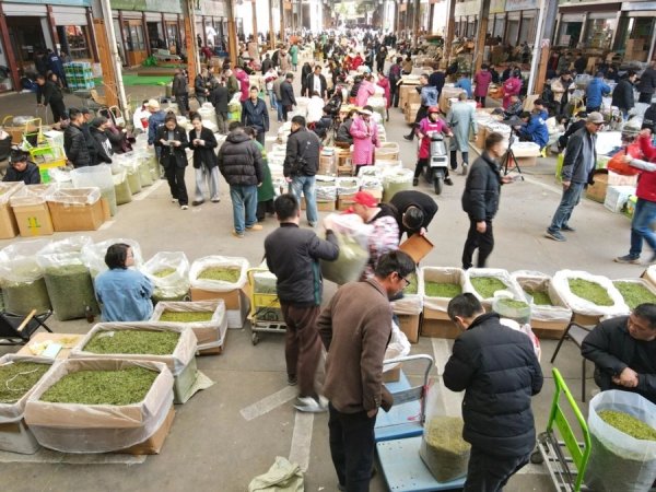 “中国绿茶集散地”茶经济观察② ｜松阳茶叶的“N种”可能